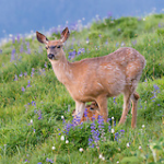 deer in field